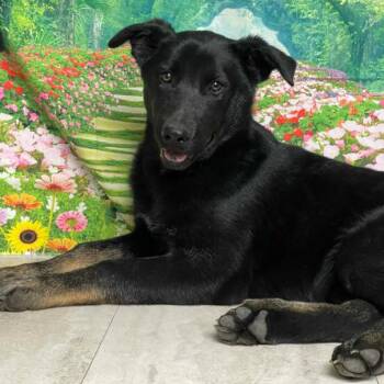 Shepherd Dogs Available for Adoption - Yoshi | PetCurious
