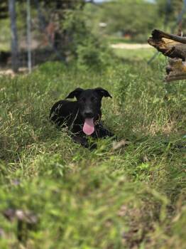 Rescue Black Labrador Retriever Dogs for Adoption in Kempner, Texas - Puddin Pop | PetCurious