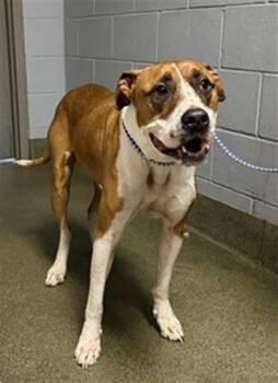 CASHEW -  Mixed Breed Dog for Adoption in Jacksonville, Florida - CASHEW | PetCurious