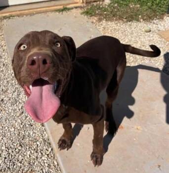 Goblin -  Chocolate Labrador Retriever Dog for Adoption in Munfordville, Kentucky - Goblin | PetCurious