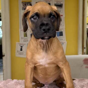 Terrier Dogs Available for Adoption in Boca Raton, Florida - Max | PetCurious