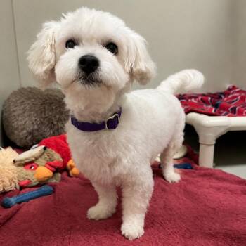 Snow White -  Maltese Dog for Adoption in Las Vegas, Nevada - Snow White | PetCurious
