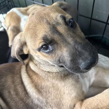 Monster -  Mixed Breed Dog for Adoption in Milton, Florida - Monster | PetCurious