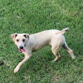 Rescue Shar Pei and American Staffordshire Terrier Dogs for Adoption in Austin, Texas - Dani SSP | PetCurious