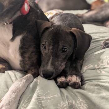 Rescue Mixed Breed Dogs for Adoption in Savannah, Georgia - Rupert | PetCurious