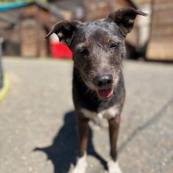 Maizie -  Terrier and Mixed Breed Dog for Adoption in Portland, Oregon - Maizie | PetCurious