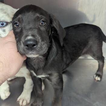 Hound and Labrador Retriever Dogs Available for Adoption in Parrish, Alabama - Briquette | PetCurious