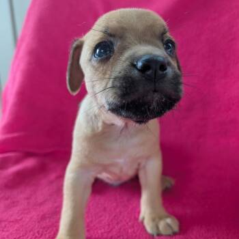 Tig -  Terrier and Pug Dog Available for Adoption in Jasper, Indiana - Tig | PetCurious