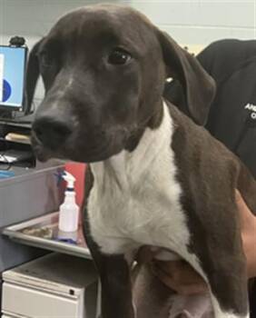 Labrador Retriever and Mixed Breed Dogs Available for Adoption in Corpus Christi, Texas - LATTE | PetCurious