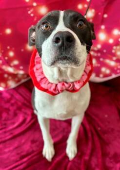 American Staffordshire Terrier Dogs Available for Adoption - SMORE | PetCurious