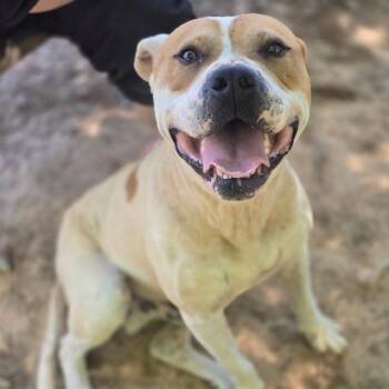 Trigger -  Pit Bull Terrier Dog for Adoption in Wilmington, Delaware - Trigger | PetCurious