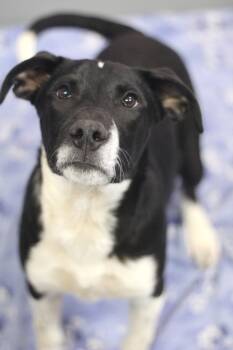 Hound Dogs Available for Adoption in Manchester, New Hampshire - Huffman In NH! Come Meet Our Adoptable Dogs Wednesday-Saturday.  | PetCurious