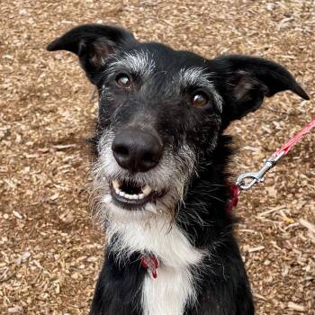 Sam -  Borzoi and Terrier Dog for Adoption in Bloomfield, Connecticut - Sam | PetCurious