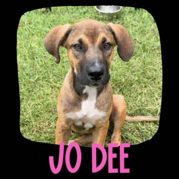 Rescue Anatolian Shepherd and Pit Bull Terrier Dogs for Adoption in Tulsa, Oklahoma - Jo Dee | PetCurious