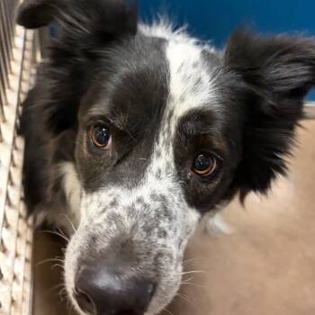 Collie and Mixed Breed Dogs Available for Adoption in Flagstaff, Arizona - Dexter | PetCurious