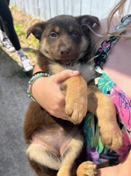 German Shepherd Dog Dogs Available for Adoption in Scottsburg, Indiana - Coco | PetCurious