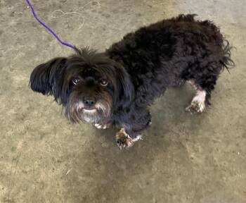 PIGLET -  Lhasa Apso and Mixed Breed Dog for Adoption in Tustin, California - PIGLET | PetCurious