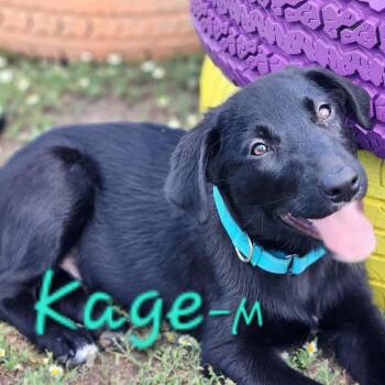 Labrador Retriever and Black Labrador Retriever Dogs Available for Adoption in Austin, Texas - Kage | PetCurious