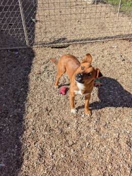 Rescue Shepherd Dogs for Adoption in Bella Vista, Arkansas - Atlas | PetCurious