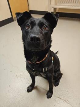 Rescue Mixed Breed Dogs for Adoption in Bellingham, Washington - Pepper | PetCurious