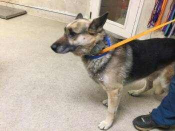 MAX -  German Shepherd Dog Dog for Adoption in Riverside, California - MAX | PetCurious