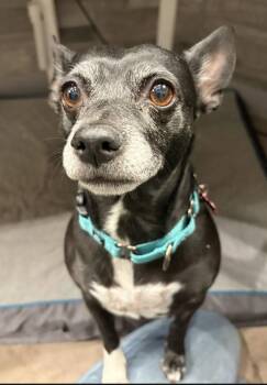 Chihuahua Dogs Available for Adoption - Claudette | PetCurious