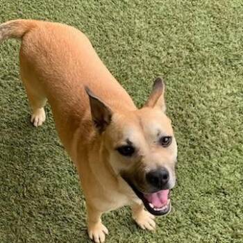 Terrier Dogs Available for Adoption - Daisy 8849 | PetCurious