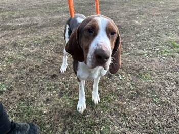 Treeing Walker Coonhound Dogs Available for Adoption - Copper | PetCurious