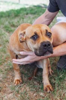 Honey (Sponsored Adoption) -  Pit Bull Terrier Dog for Adoption in Providence Forge, Virginia - Honey (Sponsored Adoption) | PetCurious