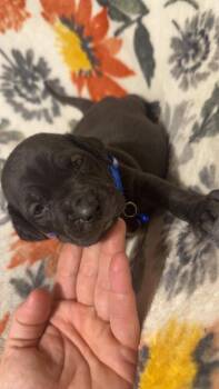 Shepherd and Boxer Dogs Available for Adoption - Paco-Stella