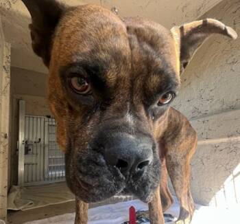 Rescue Terrier and Mixed Breed Dogs for Adoption in Largo, Florida - Dylan | PetCurious