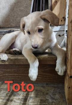 Toto -  Labrador Retriever Dog for Adoption in West Peoria, Illinois - Toto | PetCurious