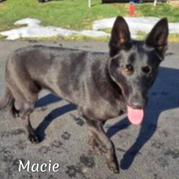 German Shepherd Dog Dogs Available for Adoption - Macie | PetCurious