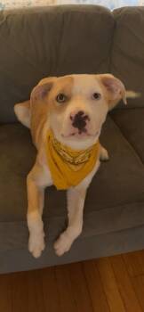 Rescue Husky and Labrador Retriever Dogs for Adoption in Waynesboro, Tennessee - Otto | PetCurious