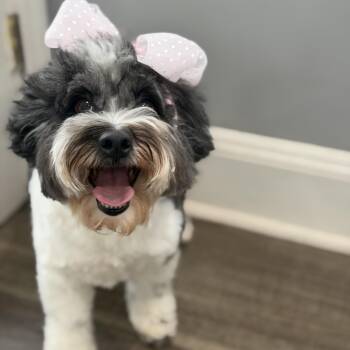 Havanese and Shih Poo Dogs Available for Adoption in Mahwah, New Jersey - Nina | PetCurious