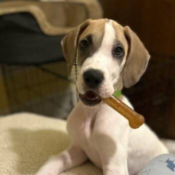 Tyler 22525 -  Great Dane Dog for Adoption in Cumming, Georgia - Tyler 22525 | PetCurious