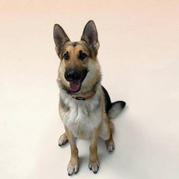 German Shepherd Dog Dogs Available for Adoption in Elyria, Ohio - Axel  | PetCurious