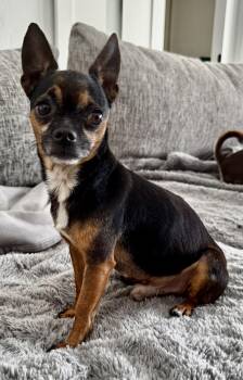 Chihuahua Dogs Available for Adoption in Fort Myers Beach, Florida - Pocket Size!!! | PetCurious