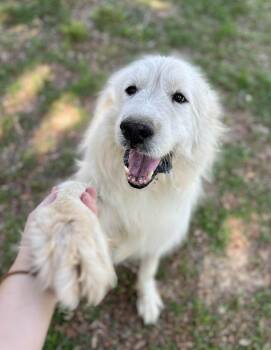 Great Pyrenees Dogs Available for Adoption in Gulfport, Mississippi - Logan | PetCurious