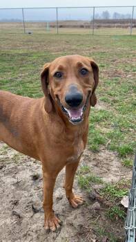 Sam -  Redbone Coonhound and Mixed Breed Dog Available for Adoption in Columbus, Indiana - Sam | PetCurious