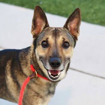 Rescue Shepherd and Mixed Breed Dogs for Adoption in Atlanta, Georgia - Troy | PetCurious