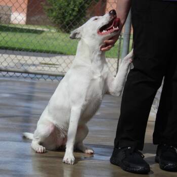 Bean -  Cattle Dog and Terrier Dog for Adoption in Mcpherson, Kansas - Bean | PetCurious