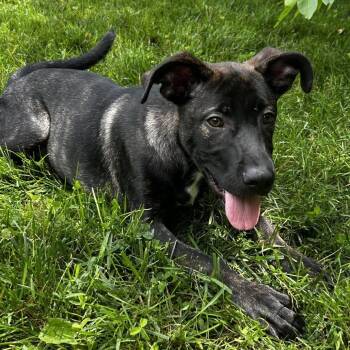 Mochi -  Mixed Breed Dog for Adoption in Spruce Pine, North Carolina - Mochi | PetCurious