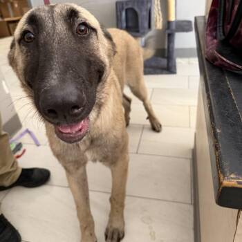 Nas -  German Shepherd Dog Dog for Adoption in Lufkin, Texas - Nas | PetCurious