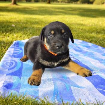 Mixed Breed Dogs Available for Adoption in Las Vegas, Nevada - Charmander | PetCurious