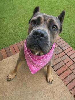 Clover -  Cane Corso Dog for Adoption in Cochran, Georgia - Clover | PetCurious