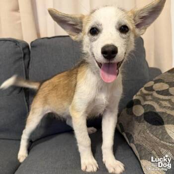 Giana -  Shepherd and Terrier Dog Available for Adoption in Washington, District Of Columbia - Giana | PetCurious