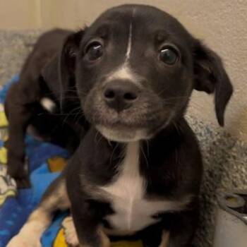 Chihuahua and Terrier Dogs Available for Adoption in Manassas, Virginia - Poncho (ID 51707) | PetCurious