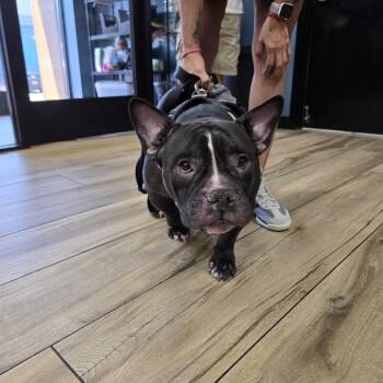 Shanelle -  Pit Bull Terrier Dog for Adoption in Newark, New Jersey - Shanelle | PetCurious