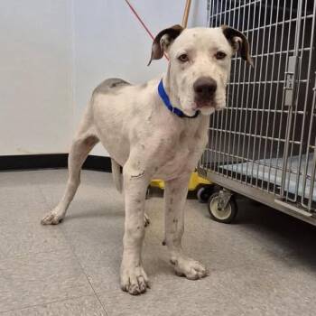 Memphis 26-06-188 -  American Bulldog Dog for Adoption in Bastrop, Texas - Memphis 26-06-188 | PetCurious